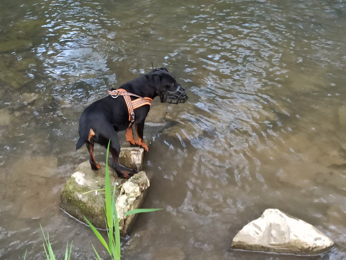 pies stoi na kamieniu nad wodą
